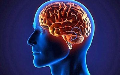 Cerebro humano continúa produciendo células nerviosas hasta vejez