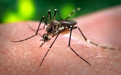 Persiste riesgo de dengue en ciudad y valle