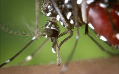 Suman 1.675 los casos de personas infectadas por dengue en Paraguay