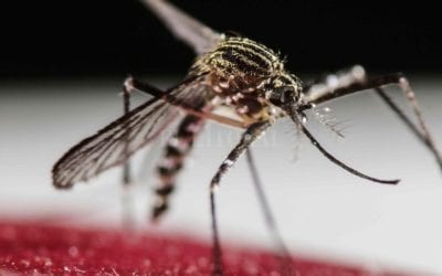 Alertan por el avance de 2 virus que transmiten los mosquitos : : El Litoral – Noticias – Santa Fe – Argentina