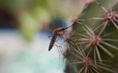 EEUU, en alerta por mosquito que transmite enfermedad mortal