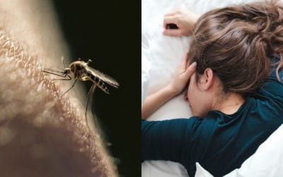 Virus transmitido por mosquitos puede causar daño cerebral y se halló en Nueva York