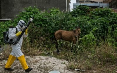 El zika no ha desaparecido: esto es lo que los expertos saben