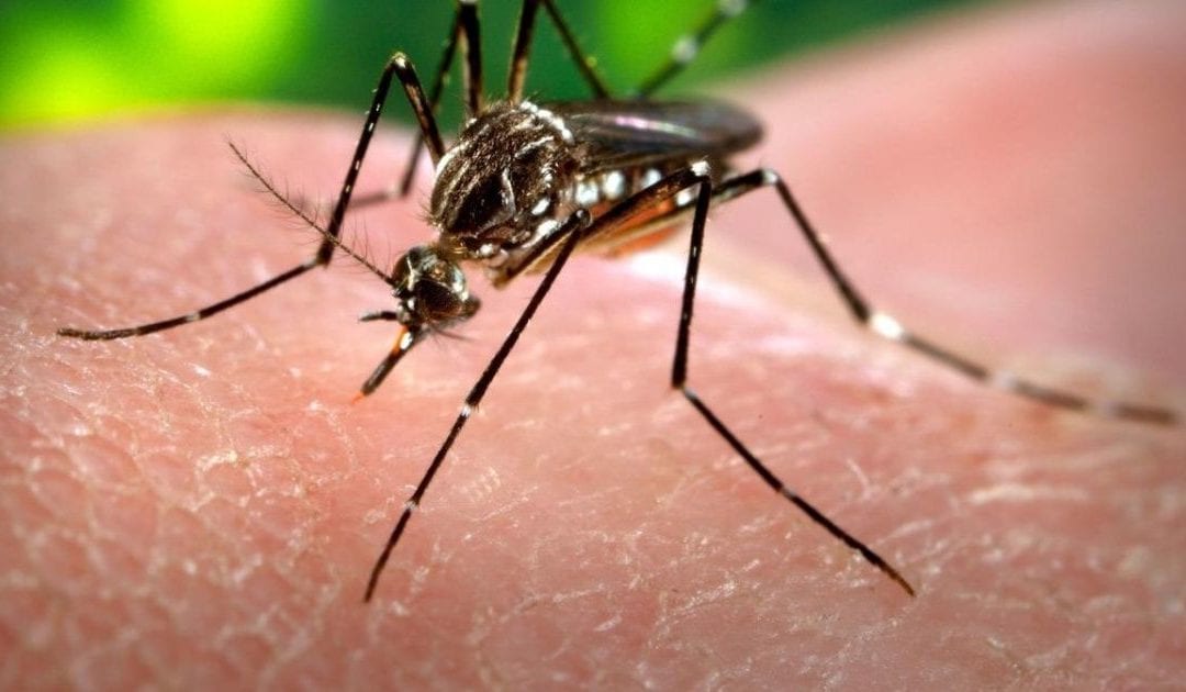 OMS alerta aumento drástico de dengue en el mundo