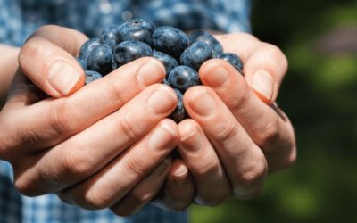 Los arándanos, clave contra estos padecimientos…